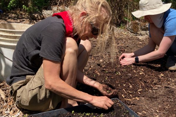 Megan transplanting plants at the farm